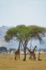 Giraffes in Serengeti Natural Park.