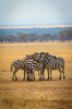 Zebras in Serengeti Natural Park.